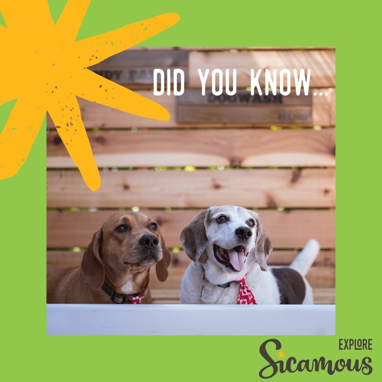 Did you know that Sicamous is dog-friendly?